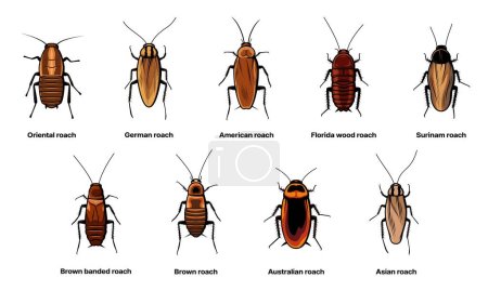 Kakerlaken-Set, Insekten- und Käferarten-Symbole, Vektor. Biologie oder Zoologie und Schädlingstiere, Asiatische Schabe, Amerikanische und Australische Braun- oder Surinam-Rotauge
