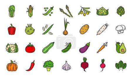 Illustration for Raw vegetable color line icons. Farm harvest pictograms, natural food outline vector symbols or fresh vegetables icons set with salad, corn, pea, artichoke and olive, garlic, beet, onion and avocado - Royalty Free Image