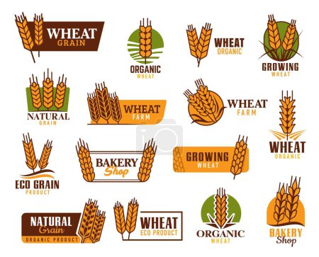 Illustration for Cereal vector icons. Wheat, rice, oat, barley and millet ears. Organic food product, bakery shop and natural cereals farm vector symbols, emblems with wheat, rye or barley ears and spikelets - Royalty Free Image