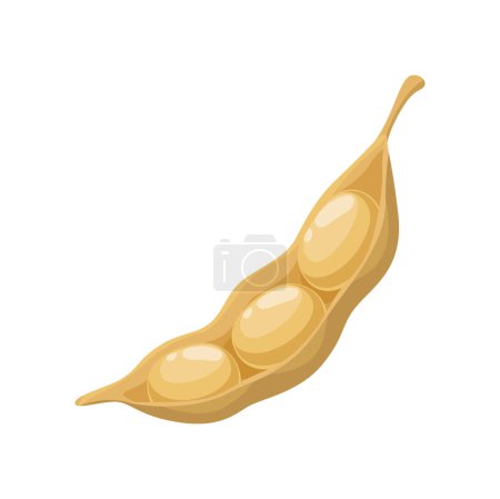 Ilustración de Isolated raw soy pod. Vegan diet protein or soybean dried pod with seeds and cartoon vector legumes agriculture harvest. Soy food natural nutrition ingredient - Imagen libre de derechos