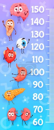 Téléchargez les illustrations : Kids height chart cartoon human organ characters Vector scale with funny ear, stomach, kidney, heart and pancreas, brain or eyeball healthy anatomical personages. Grow meter for height measurement - en licence libre de droit