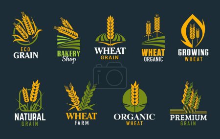 Ilustración de Agriculture cereal ears and spikes. Wheat, rye, barley, rice, millet stalks. Organic products shop, bakery and cereals and wheat growing farm vector icons or symbols with wheat or rye ears - Imagen libre de derechos
