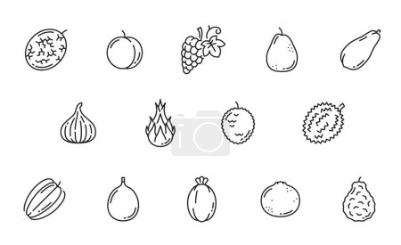 Téléchargez les illustrations : Raw fruit line icons. Melon, apricot or peach, grapes, guava or pear, papaya, fig and pitaya dragon fruit, lychee, durian and bergamot orange, grapefruit, feijoa and carambola outline vecor pictogram - en licence libre de droit