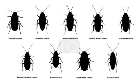 Illustration for Cockroach silhouette, insect roach and bug species, vector. Biology or zoology and pest animal creatures, American and Australian brown roach or Surinam and Asian cockroaches - Royalty Free Image