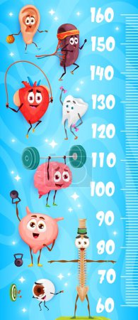 Illustration for Kids height chart ruler cartoon human organs sportsman characters. Vector scale with ear, spleen, heart and tooth, brain, bladder or spine and eyeball funny anatomical personages athletes grow meter - Royalty Free Image