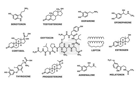 Illustration for Hormone formula. Medicine, chemistry and biochemistry science research line symbols, human man and woman hormones formulas. Oxytocin and leptin, thyroxine, progesterone and adrenaline atom structure - Royalty Free Image
