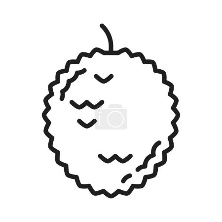 Illustration for Japanese yuzu pomelo or junos yuya grapefruit isolated line icon. Vector exotic tropical fruit dessert. Yuzu citrus, fresh whole Chinese pomelo - Royalty Free Image