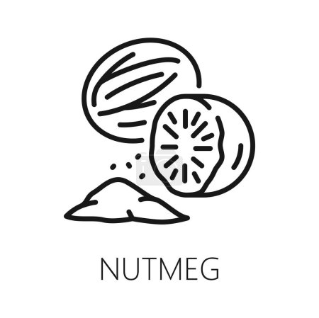 Ilustración de Fragrant or true nutmeg isolated outline icon. Vector pala edible seed, culinary spice, whole and grounded. Seed or ground spice of mace - Imagen libre de derechos