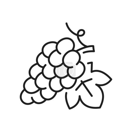 Téléchargez les illustrations : Décrivez les baies de raisin bouquet isolé avec l'icône de ligne mince feuille. Vin vecteur, dessert végétarien, raisin isabella, baies d'été sucrées - en licence libre de droit