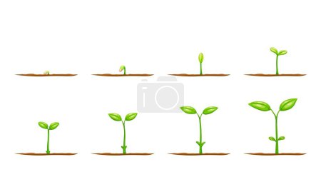 Ilustración de Cultivar la planta a partir de semillas. Brotes vectoriales de plantones de árboles de jardín o plantas de cultivo agrícola con hojas verdes y suelo. Etapas de crecimiento de flores, vegetales o árboles, etapas de crecimiento o ciclo de vida - Imagen libre de derechos