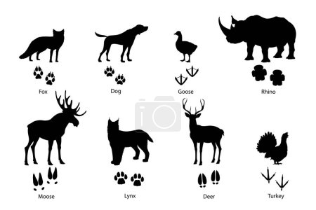 Illustration for Animal footprints and silhouettes of wild fox, pet dog and birds, vector paw prints with claws. Deer or moose elk, rhinoceros and lynx, turkey or goose foot prints, wild animals and birds silhouettes - Royalty Free Image