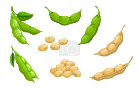 Illustration for Raw soy, soybeans pods isolated vector set. Green fresh and dry bean husk with seeds and leaves, soya natural vegetable plant. Healthy food cartoon soybeans, organic veggies, harvest - Royalty Free Image
