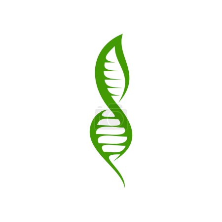 Illustration for Leaf DNA icon of green plant in genetic helix, health science and biotechnology vector symbol. DNA leaf icon for organic bio technology, eco medicine or pharmaceutical company of leaf chromosome gene - Royalty Free Image