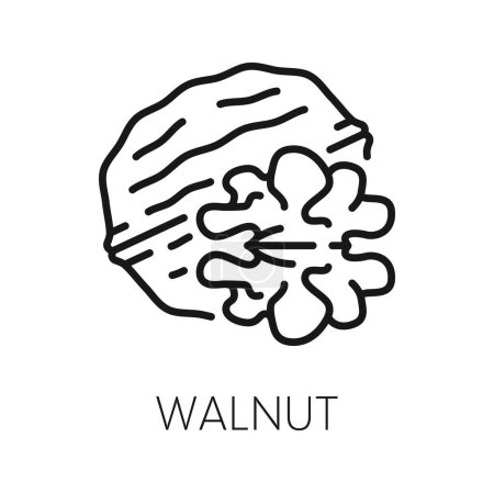 Illustration for Walnut in shell, whole fruit in husky hardshell isolated outline icon. Vector walnut edible seed of drupe, nutrition organic food, vegetarian superfood - Royalty Free Image