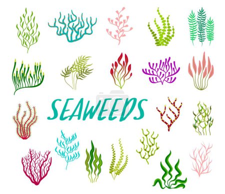 Téléchargez les photos : Plantes d'algues sous-marines, aquarium et algues marines. Ensemble vecteur de bande dessinée de récif corallien coloré biodiversité de la faune tropicale. Mauvaises herbes, mèches, laminaires ou varech marins isolés sous-marins - en image libre de droit