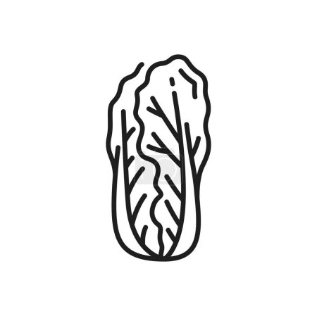Illustration for Peking cabbage isolated Romaine lettuce thin line icon. Vector pechay baguio, nappa, petsai or pe-tsai, wombok greens. Wong bok pekinskaya kapusta - Royalty Free Image