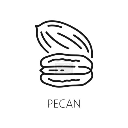 Ilustración de Pecan macadamia tuerca aislado icono del contorno. Vector de alimentos orgánicos saludables, nuez de nuez de pacana pelada, merienda línea delgada maní - Imagen libre de derechos