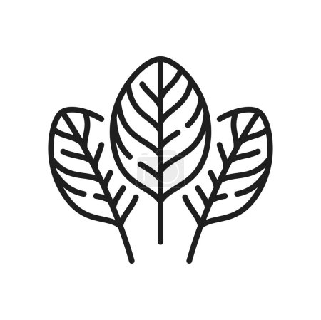 Ilustración de Icono común de la línea de ingredientes de ensalada aislada Rumex acetosa acedera o jardín. Vector espinaca muelle de hoja estrecha. Hierba de jardín o superalimento vegetal de hoja - Imagen libre de derechos