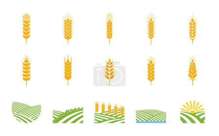 Illustration for Spikes of wheat, rye, barley. Arable fields, agriculture industry. Crops farm, food market or agriculture company vector sign, craft beer brewery symbol or pictogram with rice, wheat and barley ears - Royalty Free Image