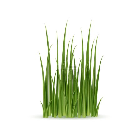 Ilustración de Césped verde realista, aislado 3d vector detallado conjunto de hojas de plantas naturales para el paisajismo o servicios de jardinería, o diseños ambientales - Imagen libre de derechos