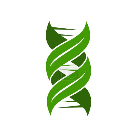 Ilustración de Icono de ADN de hojas, símbolo vegetal con hélice de genes verdes, naturaleza vectorial, investigación biotecnológica, medicina y biología. Signo de genética vegetal de la hebra de ADN bio, hélice de cromosoma de células verdes con hojas - Imagen libre de derechos
