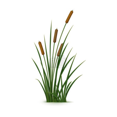 Illustration for Realistic reed, sedge and grass. Isolated 3d vector tall, robust plant that grows in wetlands and along bodies of water, with narrow, cylindrical stems, distinctive seed heads and elongated leaves - Royalty Free Image