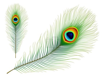Téléchargez les illustrations : Plume de paon. Oiseau tropical exotique vecteur réaliste plume verte colorée avec motif irisé des yeux. Peafowl queue ou phénix oiseau magique plumage isolé, élément de décoration élégant - en licence libre de droit