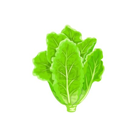 Illustration for Cartoon lettuce salad vegetable or green leaf food, isolated vector. Salad lettuce or kale, Chinese cabbage, and chard salad or radicchio lettuce for vegetarian and vegan meal salad - Royalty Free Image