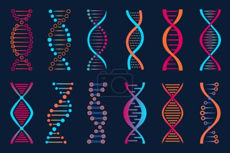 Illustration for DNA vector icon. Biology science, biochemistry laboratory and biotechnology company vector emblem. Human genome chromosome research, evolution symbol or graphic icon with DNA spiral or abstract helix - Royalty Free Image