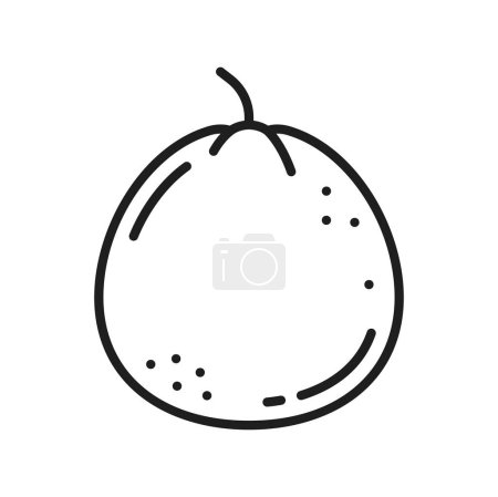 Illustration for Mandarin or clementine, whole tangerine citrus fruit isolated thin line icon. Vector citrus fruit lemonade ingredient. Exotic tropical food dessert - Royalty Free Image