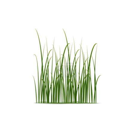 Illustration for Realistic reed, sedge and grass grow in wetlands and marshes. Isolated 3d vector slender plants with unique structure well-suited to survive in moist environments - Royalty Free Image
