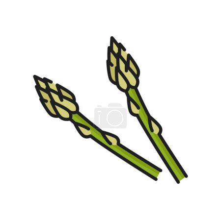 Illustration for Green asparagus herb, sparrow grass color icon, raw veggies thin line. Vector vegetarian food, garden asparagus spring kitchen herb condiment - Royalty Free Image