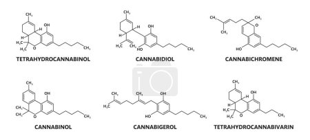 Ilustración de Estructura de la molécula cannabinoide. Fórmula del vector compuesto cannabinoide. Tetrahidrocannabinol psicoactivo, Canabidiol, Cannabigerol y Cannabinol, Tetrahidrocannabivarina, esquema de moléculas de Cannabichromena - Imagen libre de derechos