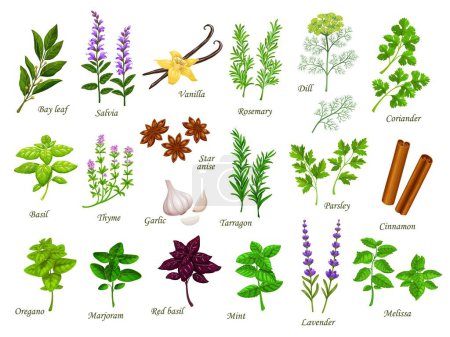 Illustration for Cartoon cooking herbs and spices. Bay leaf, salvia, vanilla and rosemary, dill, coriander, basil and thyme, garlic, star anise and tarragon, parsley, cinnamon, oregano and marjoram, mint and lavender - Royalty Free Image