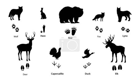 Ilustración de Siluetas de animales y aves del bosque con huellas. Huellas de pie vectoriales de lobo, oso, zorro, lince y patas de liebre, huellas negras aisladas de ciervos, alces o alces, patas de pato y capercaillie - Imagen libre de derechos
