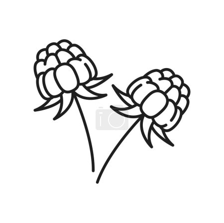 Illustration for Cloudberry with leaves isolated thin line icon. Vector outline nordic berry, bakeapple, aqpik, low-bush salmonberry, knotberry, averin or evron - Royalty Free Image