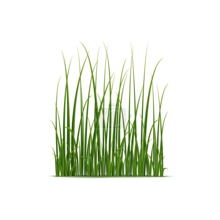 Realistic reed, sedge and grass. Isolated 3d vector type of tall, aquatic plants growing on wetland environments, providing habitat and ecosystem services for many species of animals and plants