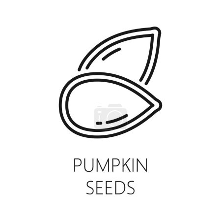 Illustration for Pumpkin seed in white shell isolated outline icon. Vector gourd grain, natural dieting food dessert, edible nutrition squad seed rich in protein - Royalty Free Image