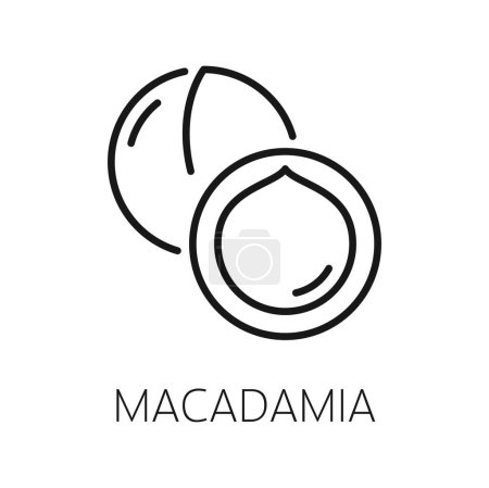 Ilustración de Nuez de macadamia en concha aislado icono de contorno de nuez de Queensland. Vector arbusto maroochy bauple nut, exótico postre tropical sabroso aperitivo, línea delgada - Imagen libre de derechos