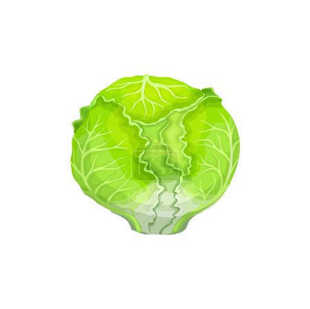 Illustration for Cartoon iceberg lettuce salad vegetable. Agriculture harvest, vegetarian food or organic farm ripe veggie harvest. Farming market isolated vector fresh vegetable, iceberg lettuce veggie - Royalty Free Image