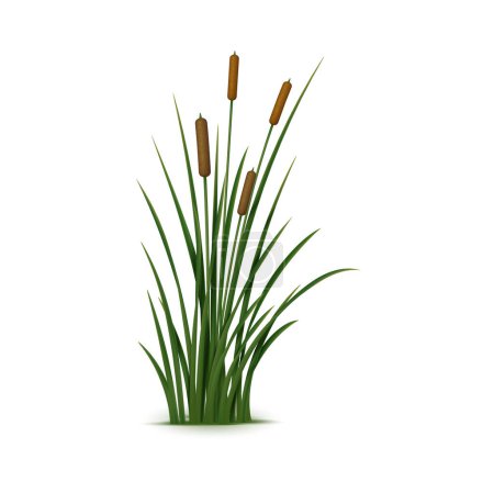 Téléchargez les illustrations : Roseau réaliste, carex et herbe. La plante vectrice 3D isolée, également connue sous le nom de Phragmites, est une grande herbe vivace que l'on trouve couramment dans les milieux humides et le long des bords des étangs et des cours d'eau. - en licence libre de droit