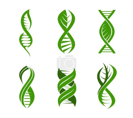 Ilustración de Hoja icono de la planta de ADN, ciencia, salud y naturaleza investigación genética, vector hélice verde. Icono de hoja de ADN para biotecnología orgánica, eco y biotecnología, gen cromosómico y símbolo de planta de hoja verde - Imagen libre de derechos