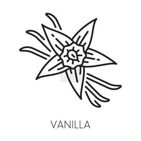 Téléchargez les illustrations : Fleur et gousses de vanille isolées icône de ligne mince. Fleurs et feuilles vectorielles d'orchidée, contour de bâtons de vanille. Condiment aromatisant, herbe épicée aromatique - en licence libre de droit