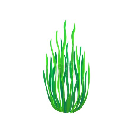 Illustration for Cartoon underwater Gutweed seaweed plant. Aquarium and sea algae. Undersea plant, tropical sea underwater seaweed or coral reef water flora, ocean or aquarium isolated vector aquatic laminaria algae - Royalty Free Image