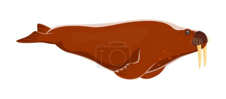 Illustration for Walrus animal character. Isolated cartoon vector large marine mammal with distinctive tusks, thick blubber and whiskers. Known for their ability to dive deep. Found in arctic waters, excellent swimmer - Royalty Free Image