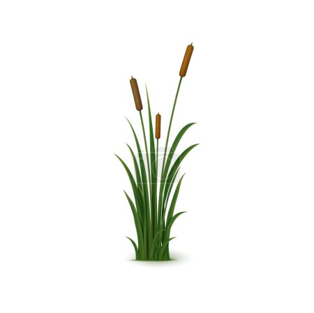Illustration for Realistic reed, sedge and grass. Isolated 3d vector tall, perennial plant with long, narrow leaves and feathery seed heads that grows in wetlands and along shorelines - Royalty Free Image