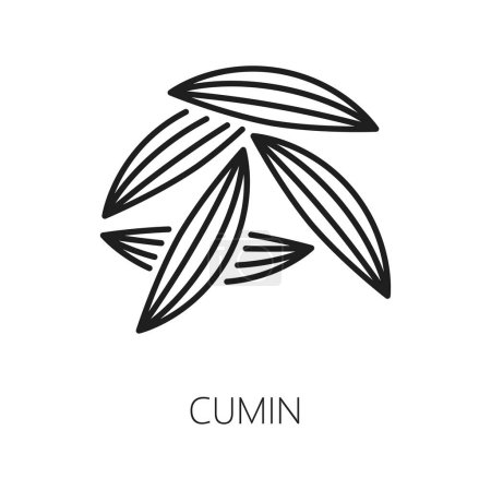 Illustration for Cumin or caraway seeds isolated culinary herb icon. Vector food seasoning, organic plant used as cooking condiment in traditional medicine - Royalty Free Image