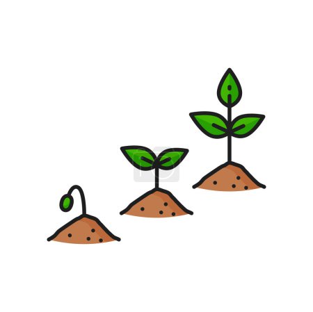Illustration for Plant growth stages agriculture color line icon. Seedling cultivation thin line vector symbol with sprout grow progress, agriculture harvest icon. Seed germination, agronomy outline sign - Royalty Free Image