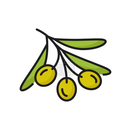 Téléchargez les illustrations : Baie d'olive verte avec des feuilles sur branche isolée couleur alimentaire naturelle icône de ligne. Végétaux vecteurs d'olive, ingrédient d'huile extra vierge, feuilles et fruits - en licence libre de droit
