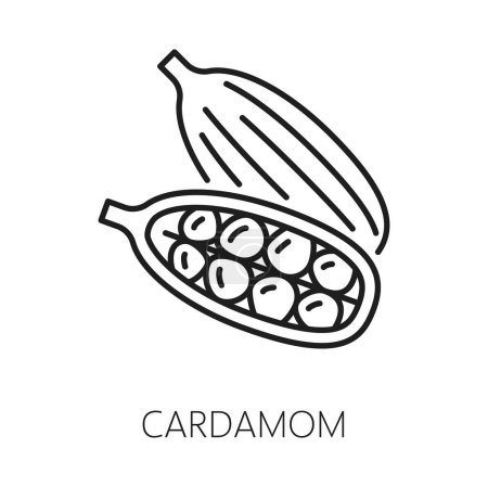Illustration for Cardamom pods and seeds isolated outline icon. Vector cardamum organic plant, spicy seasoning ingredient, raw fragrant cardamum seasoning - Royalty Free Image